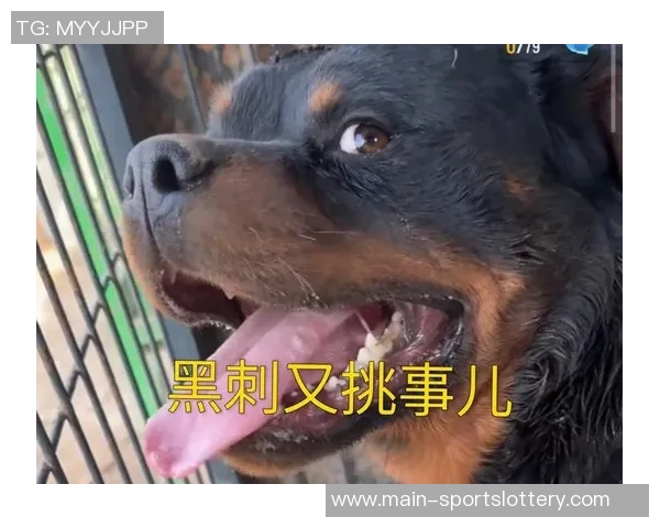 被挑中只因小牛有中国情结？小丁实力人气一样不缺